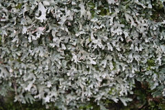 Pseudocyphellaria multifida