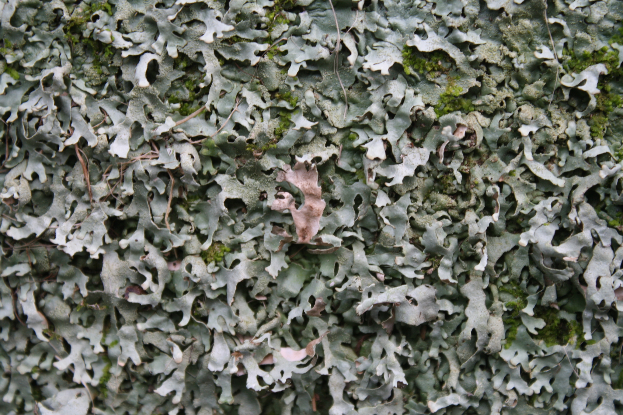 Pseudocyphellaria multifida image