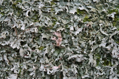 Pseudocyphellaria multifida