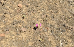 Diplacus cusickioides