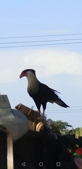 Caracara plancus