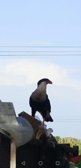 Caracara plancus