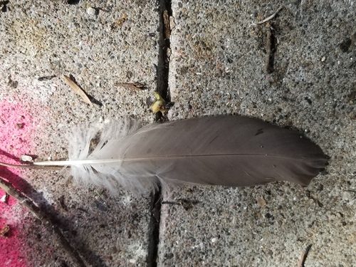 Plume de Bihoreau gris