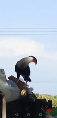Caracara plancus