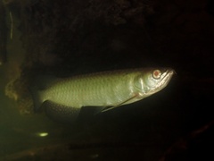 Dawson River Salmon photo 1