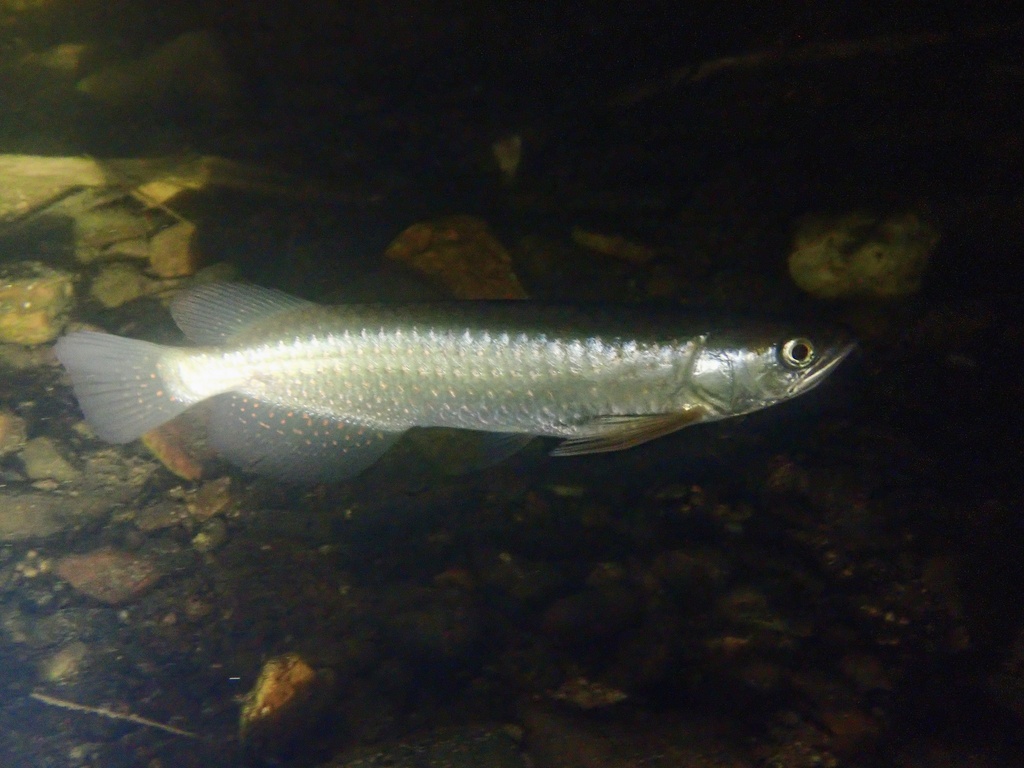 Spotted saratoga (Scleropages leichardti) — Osteoglossidae