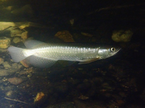 Spotted saratoga (Scleropages leichardti) — Osteoglossidae