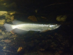 Dawson River Salmon photo 3