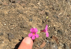 Diplacus cusickioides