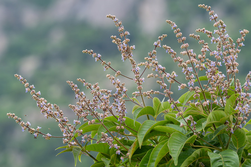 Vitex altissima L.f.