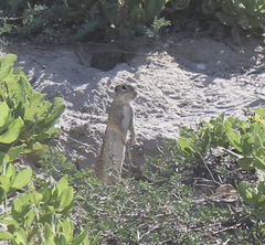 Xerospermophilus spilosoma