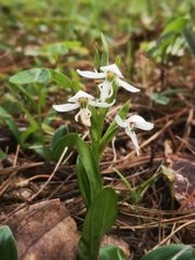 Habenaria kariniae
