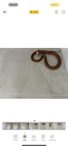 Eastern Brown Snake sighting