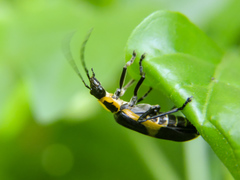 Chauliognathus distinguendus