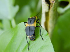 Chauliognathus distinguendus