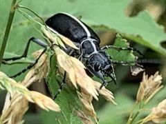 Epicauta cinctipennis