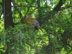 Turdus rufopalliatus