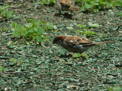 Passer domesticus