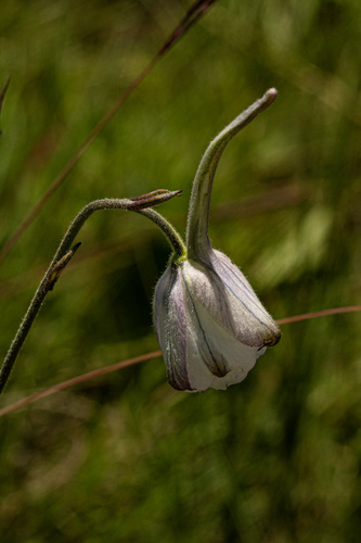 Delphinium leroyi