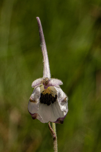 Delphinium leroyi