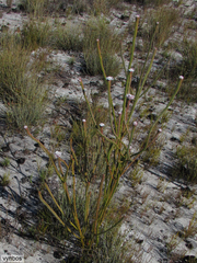 Sorocephalus lanatus