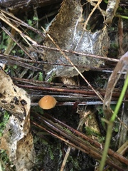 Marasmius croceus