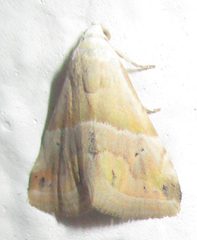 Eublemma rivula