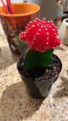 Gymnocalycium