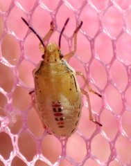 Oebalus