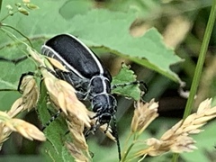 Epicauta cinctipennis