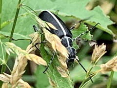 Epicauta cinctipennis