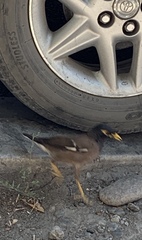 Acridotheres tristis