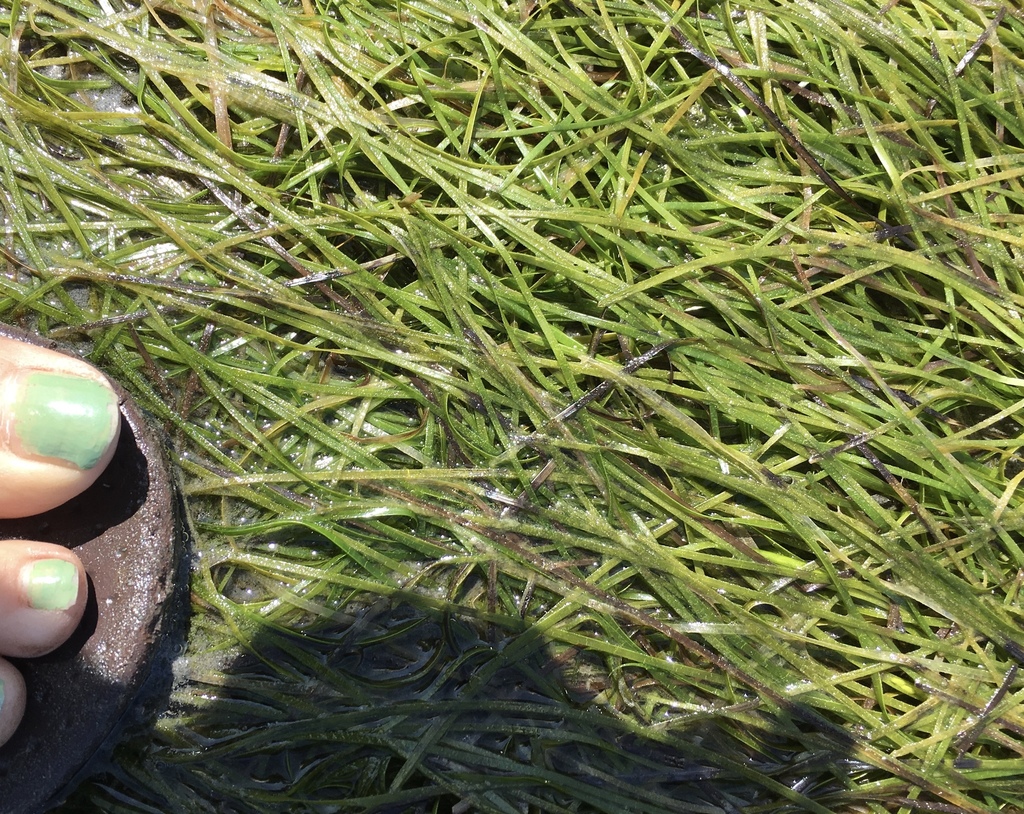 Japanese Eelgrass