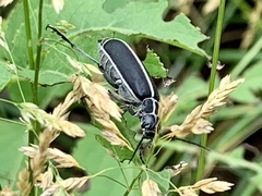 Epicauta cinctipennis