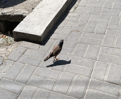 Acridotheres tristis