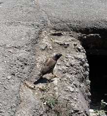 Acridotheres tristis