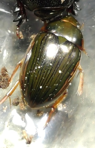 Collared water scavenger beetle