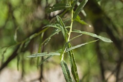 Salix eleagnos