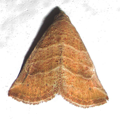 Eublemma baccalix