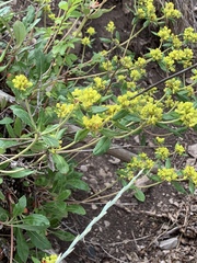 Eriogonum wootonii