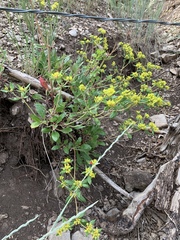 Eriogonum wootonii