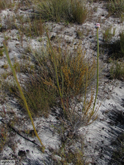 Sorocephalus lanatus