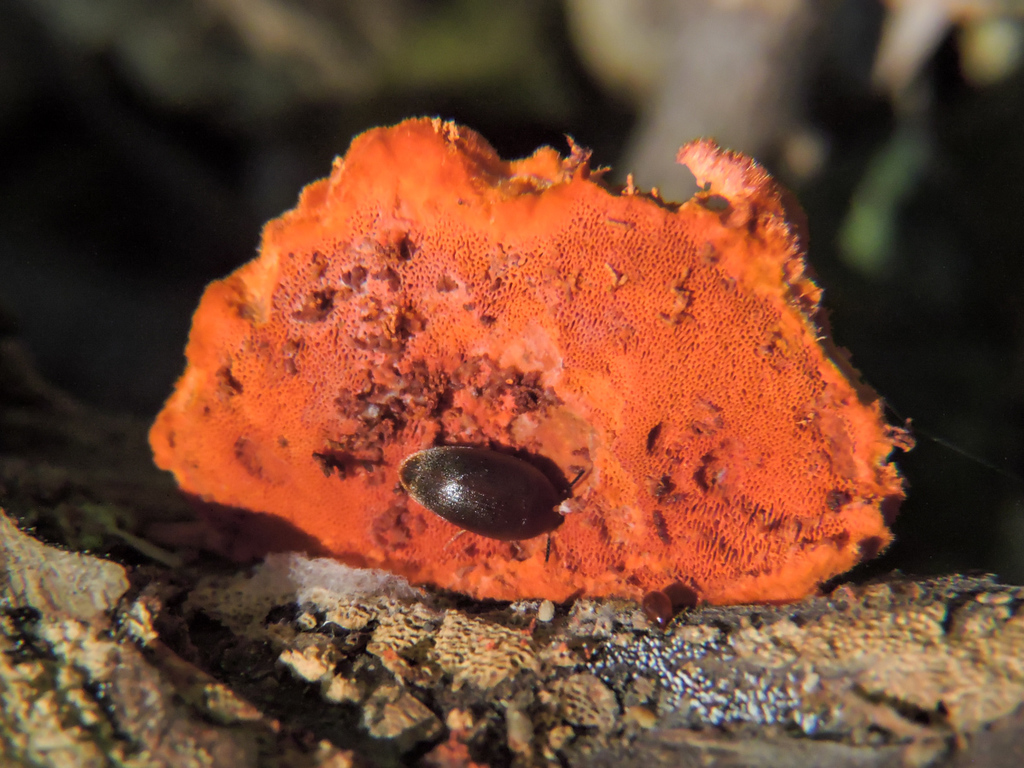 Eustrophopsis arizonensis