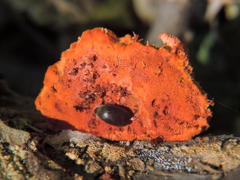 Eustrophopsis arizonensis