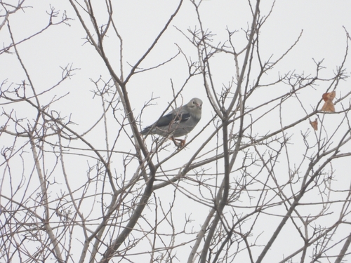 Red-billed Starling (Spodiopsar sericeus), photo 8