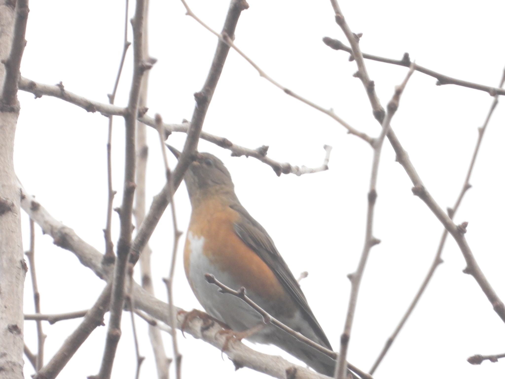 Brown-headed Thrush