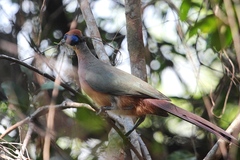 Coua ruficeps