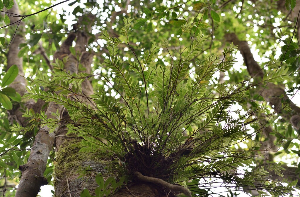 Appendicula lucbanensis