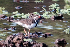 Charadrius tricollaris bifrontatus