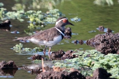 Charadrius tricollaris bifrontatus